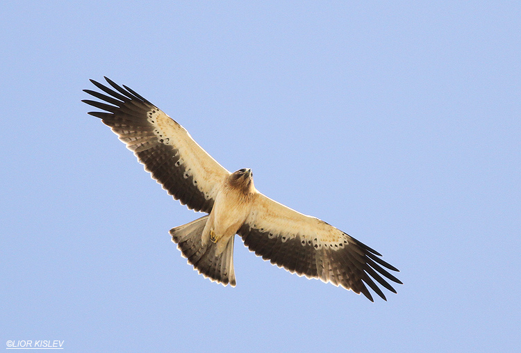 Booted Eagle Hieraaetus pennatus,  Beit Shean valley , Israel 23-10-13. Lior Kislev